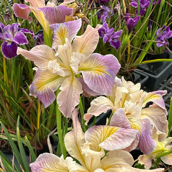 Pacific Coast Iris Soft Lavender Cream Shades