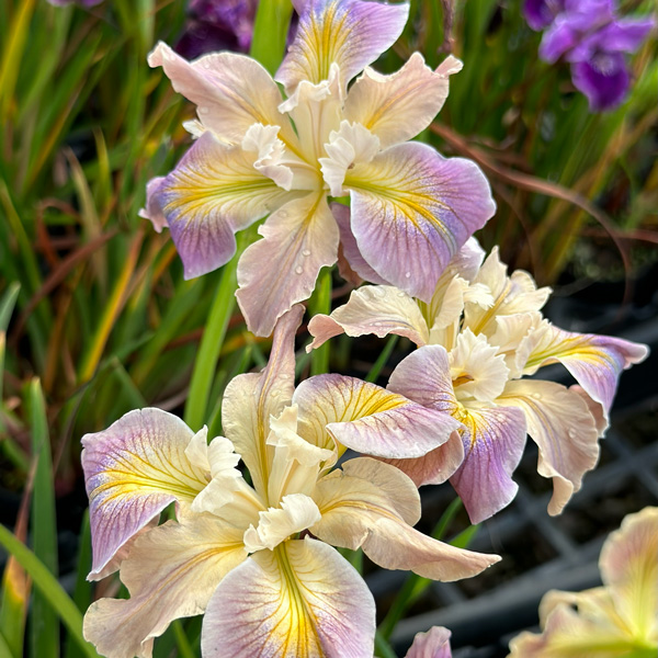 Pacific Coast Iris Soft Lavender Cream Shades