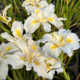 Pacific Coast Iris White Shades