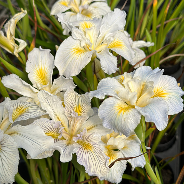 Pacific Coast Iris White Shades