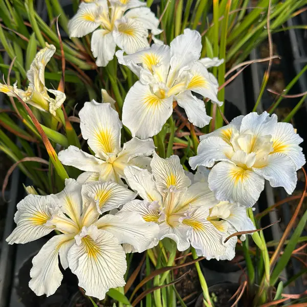 Pacific Coast Iris White Shades