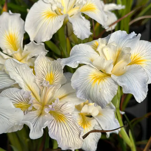 Pacific Coast Iris White Shades
