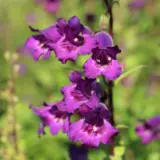 Penstemon Russian River Lpopenrri - Garden Express Australia