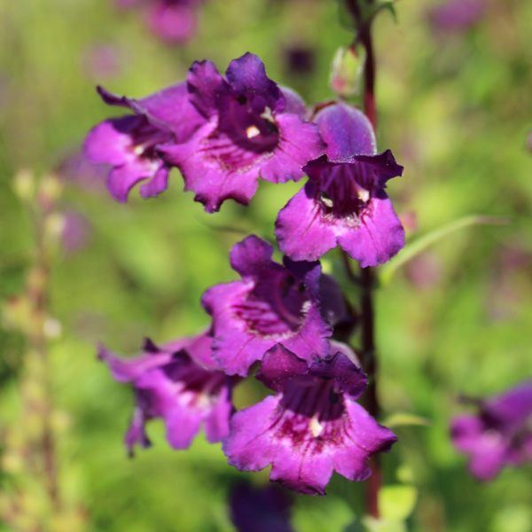 Penstemon Russian River