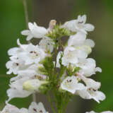 Penstemon Snow White Lpopenswh - Garden Express Australia
