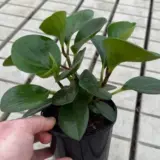 Peperomia Jade 125mm Peperomia Jade 125mm