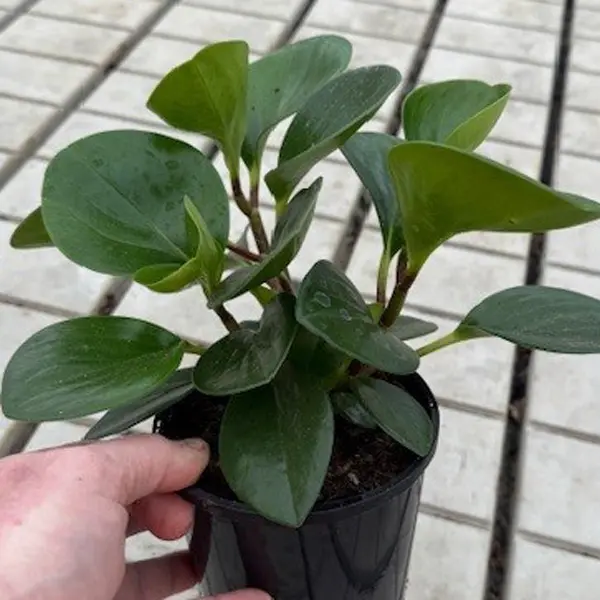 Peperomia Jade 125mm