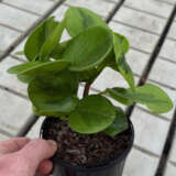 Peperomia Jade 125mm