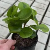 Peperomia Jade 125mm Peperomia Jade 125mm