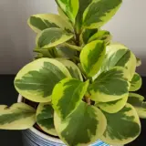 Peperomia Lemon Lime P12pepllm - Garden Express Australia