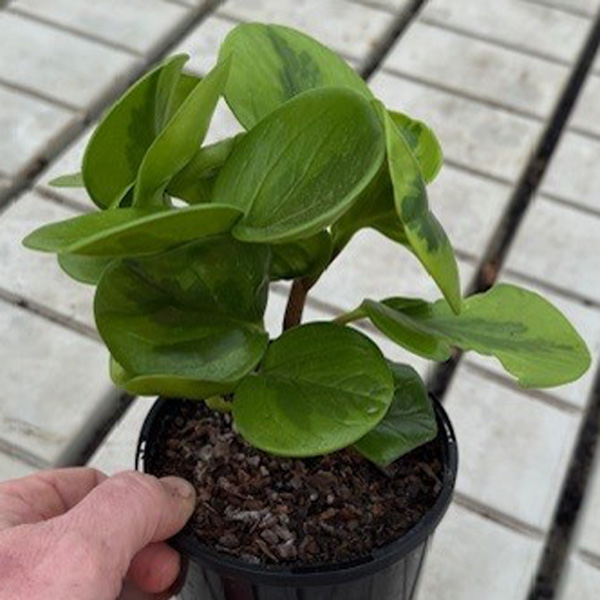 Peperomia Jade 125mm