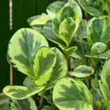 Peperomia Variegated P12pepvar - Garden Express Australia