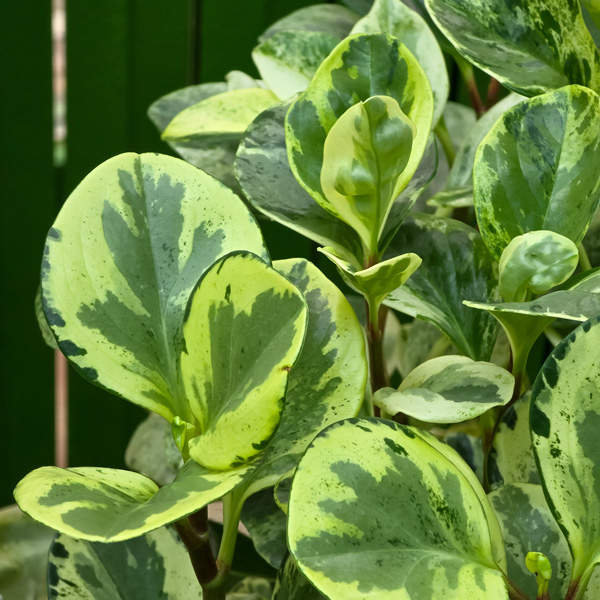 Peperomia Jade 125mm