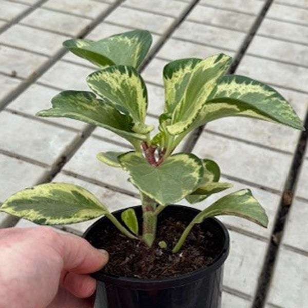 Peperomia Jade 125mm