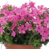 Phlox Woodlander Pink P14phlwpk - Garden Express Australia