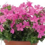 Phlox Woodlander Pink P14phlwpk - Garden Express Australia