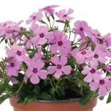 Phlox Woodlander Rose P14phlwrs - Garden Express Australia