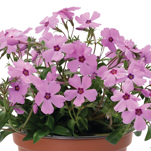 Phlox Woodlander Rose