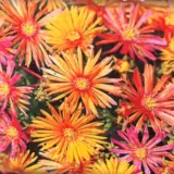 Pig Face Candy Pink P68pfacpn - Garden Express Australia