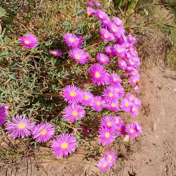 Pig Face Mauve 68mm Pig Face Mauve 68mm