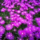 Pig Face Purple P68pfappl - Garden Express Australia