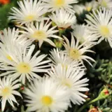 Pig Face White P68pfawhi - Garden Express Australia