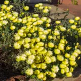 Pigface Lemon Yellow P68pfalem - Garden Express Australia