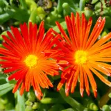 Pigface Orange P68pfaora - Garden Express Australia