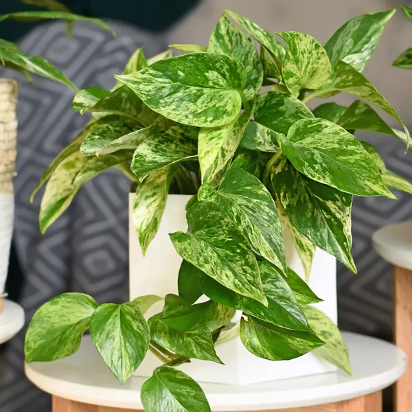 Pothos Variegated Devils Ivy 125mm