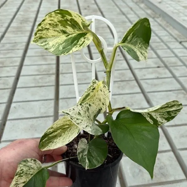 Pothos Variegated Devils Ivy 125mm