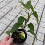 Pothos Variegated Devils Ivy 125mm