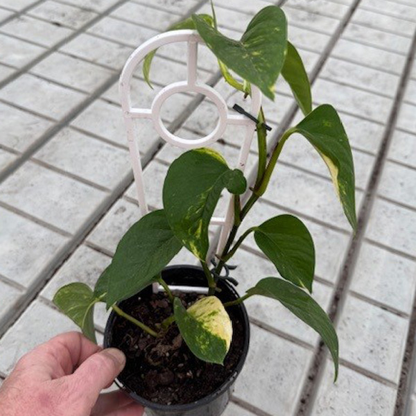 Pothos Variegated Devils Ivy 125mm