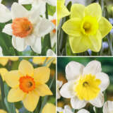 Pre Order Daffodil Garden Collection 1 2025 Coldafgp1 - Garden Express Australia