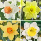 Pre Order Daffodil Garden Collection 1 2025 Coldafgp1 - Garden Express Australia