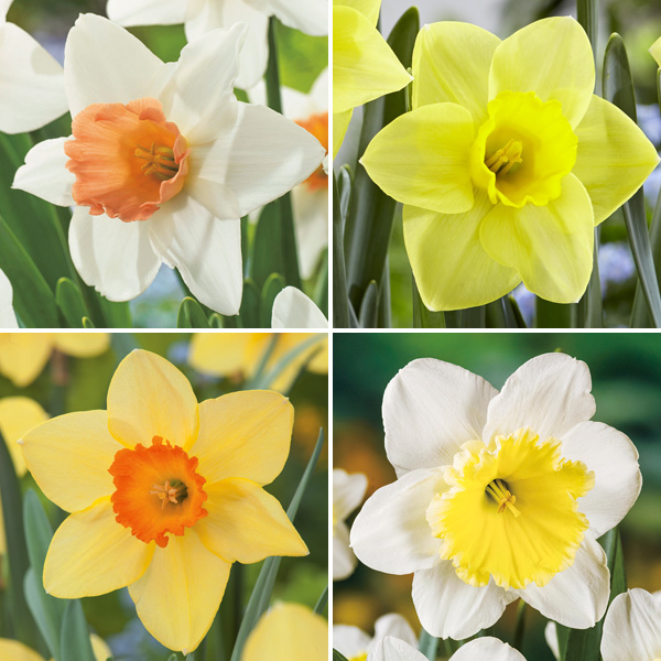 Daffodil Double Collection Pre-order X 12 Bulbs