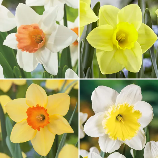 Daffodil Double Collection Pre-Order X 12 Bulbs