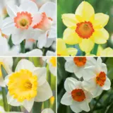 Pre Order Daffodil Garden Collection 2 2025 Coldafgp2 - Garden Express Australia
