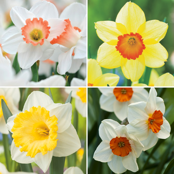 Daffodil Double Collection Pre-order X 12 Bulbs