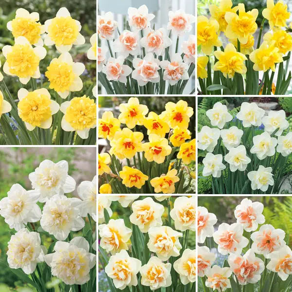 Daffodil Double Collection Pre-Order X 12 Bulbs