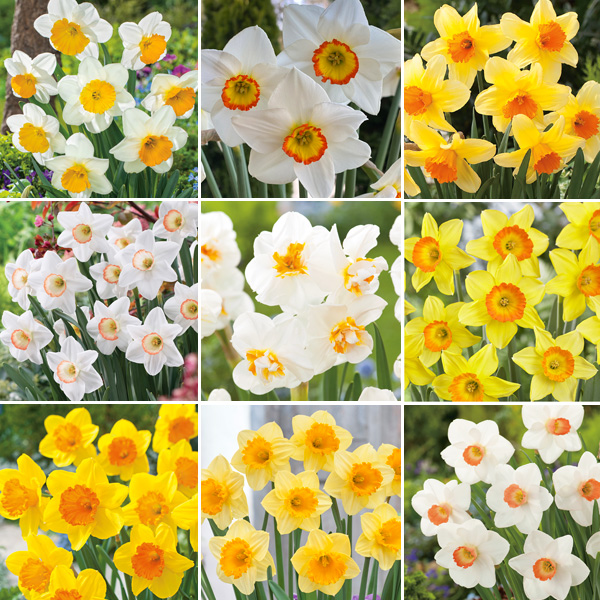 Daffodil Double Collection Pre-order X 12 Bulbs