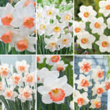 Pre Order Daffodil Ulitmate Pink Collection 2025 Coldafupp - Garden Express Australia