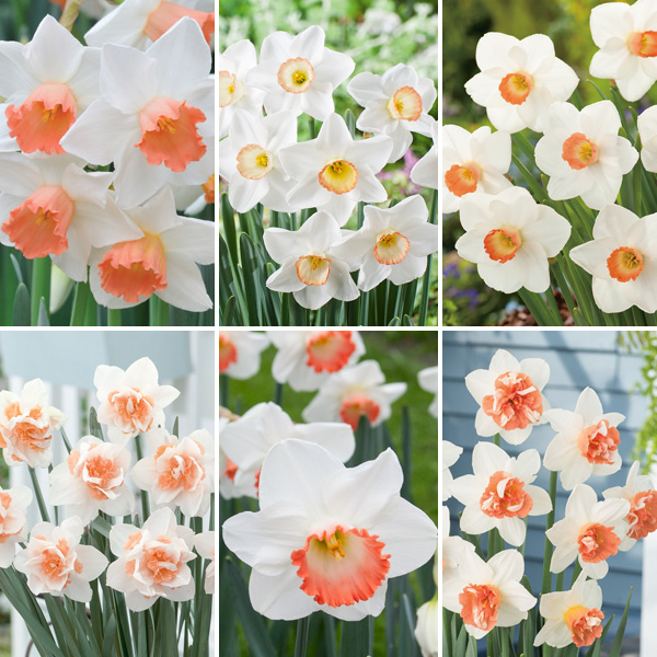 Daffodil Double Collection Pre-order X 12 Bulbs