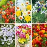 Pre Order Gardeners Collection 2025 Colgcopre - Garden Express Australia