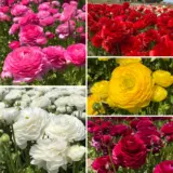 Pre Order Ranunculi Coll 2025 Colranpre - Garden Express Australia