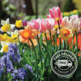 Pre-Order Spring Bulbs