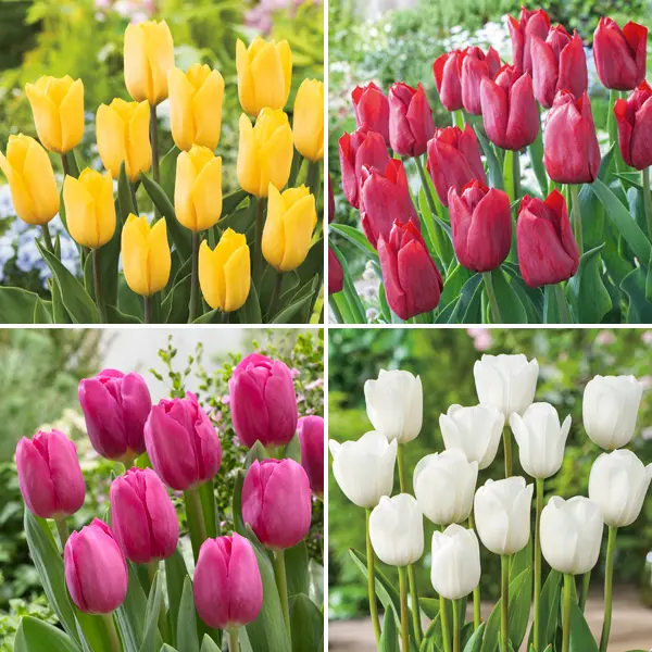 Tulip Triumph Collection Pre-Order X 12 Bulbs Tulip Triumph Collection Pre-Order X 12 Bulbs