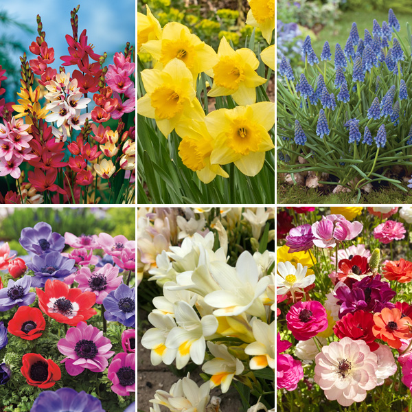 Spring Favourites Pack- Pre-order