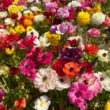 Ranunculi Mixed Pkranmxd 2025 - Garden Express Australia