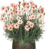 Rhodanthemum Zagora Orange Rhodanthemum Zagora Orange