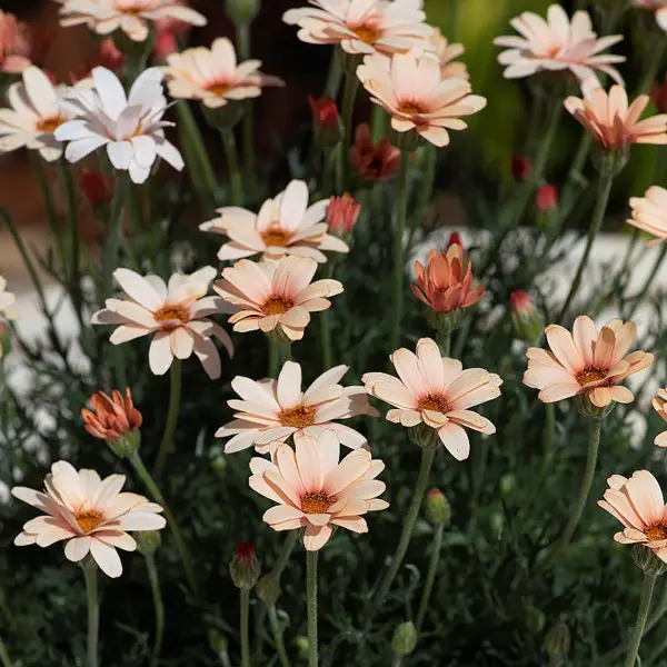 Rhodanthemum Zagora Orange